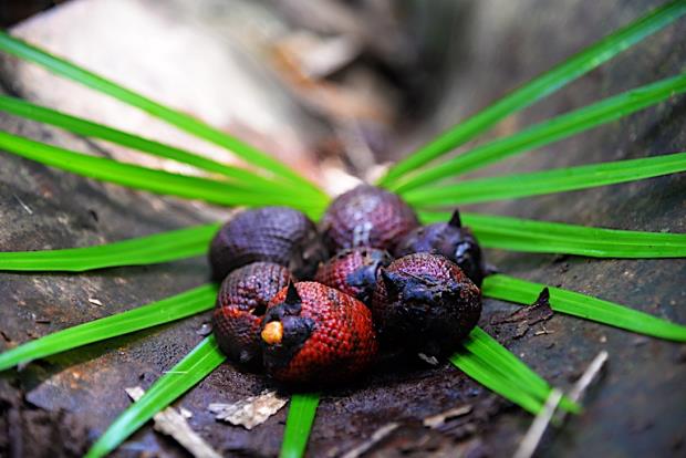 Canangucho, the fruit of the moriche palm, Wuasipungo Indigenous territory, Colombia. Image courtesy of J.J. Javier via Nia Tero.