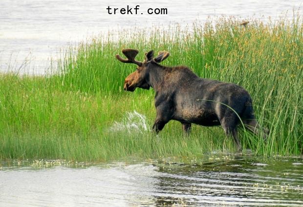 Seeds travel via a moose’s fur, increasing biodiversity in wetlands. Credit: Tom Koerner/USFWS Mountain-Prairie on Wiki Commons