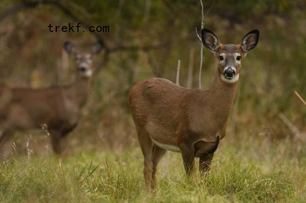 Indigenous perspectives reveal that white-tailed deer (Odocoileus virginianus) taking over parts of moose habitat in o<em></em>ntario may co<em></em>ntribute to their decline. Credit: Rob E Twoo on Flickr.