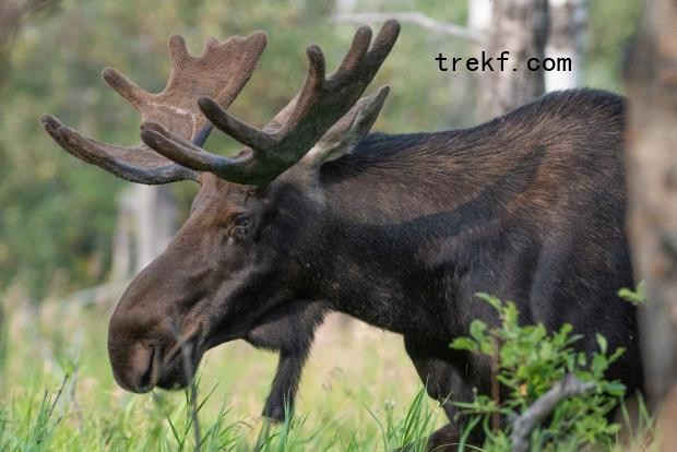 Moose (Alces alces) populations in Ontario, Canada, have declined by 20 percent in the last two decades. Photo credit: Richard Lee on Unsplash