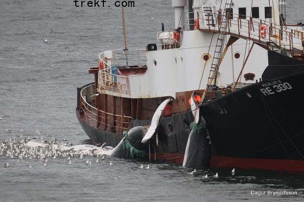 Hundreds of whales to be harpoo<em></em>ned as Iceland issues new hunting licenses