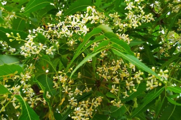 Neem flowers