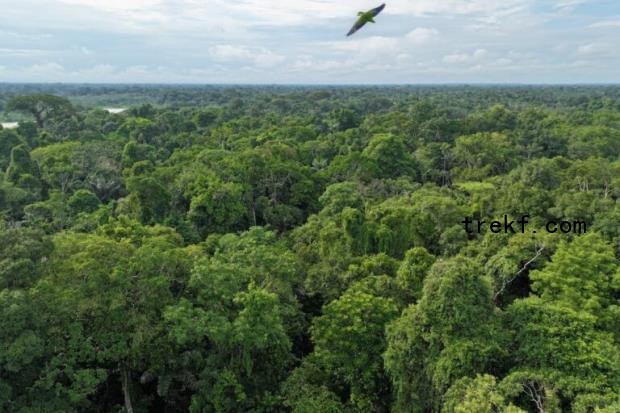 A parrot flies over the Ecuadorian Amazon. The Amazon Basin's diversity is the source of many current and future medicines. Image by Rhett A. Butler for Mongabay.