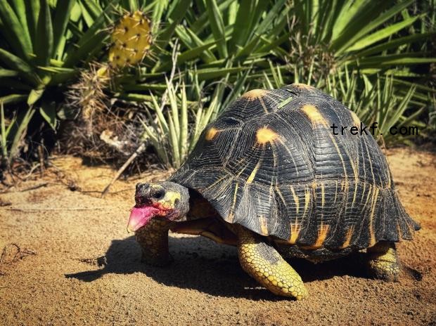 An adult radiated tortoise