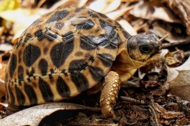 A baby radiated tortoise. Image by Bruno Gonzalez/Mongabay.