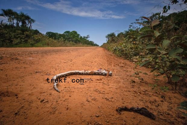 The road increases threats to the native wildlife