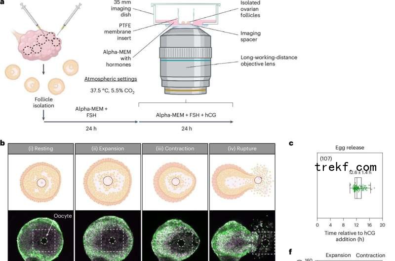 Live imaging of ovulation in action reveals three distinct phases