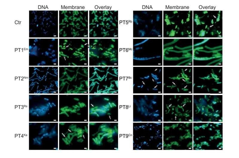 New bacterial toxins discovered: A key to fighting infections